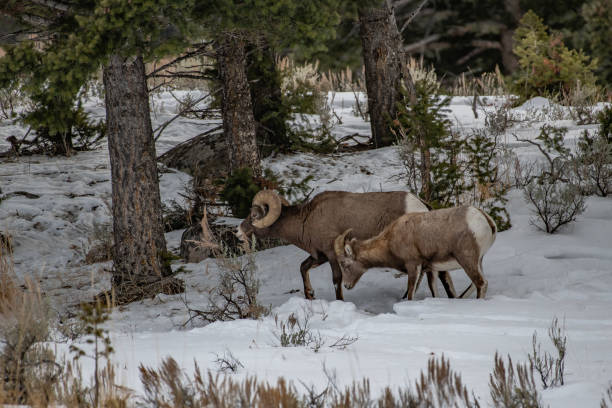 istock Big Horn Sheep ram and ewe 1131078305