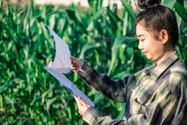 일부 차트 옥수수를 관찰 하는 젊은 농부, 에코 유기 현대 스마트 팜 4.0 기술 개��념 - corn crop irrigation equipment agriculture leaf 뉴스 사진 이미지