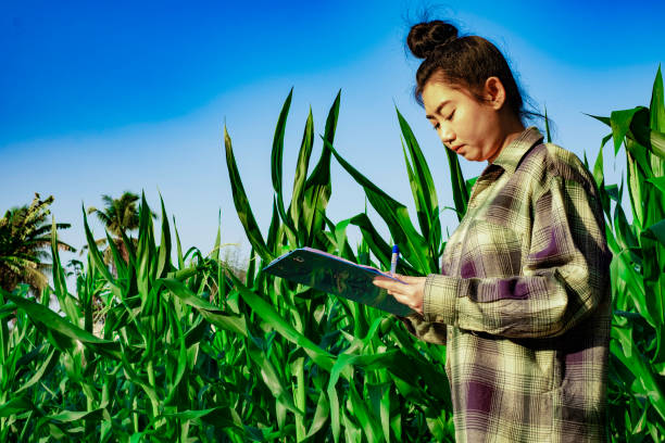 일부 차트 옥수수를 관찰 하는 젊은 농부, 에코 유기 현대 스마트 팜 4.0 기술 개념 - corn crop irrigation equipment agriculture leaf 뉴스 사진 �이미지