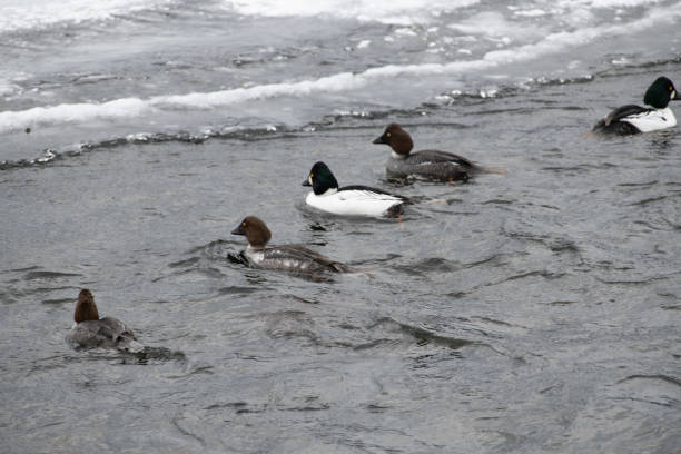 istock Goldneye ducks in icy water 1131079425