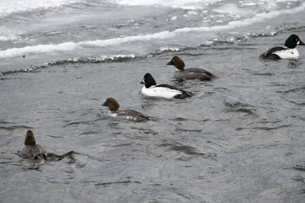 istock Goldneye ducks in icy water 1131079703
