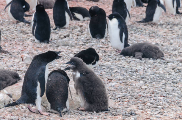 istock Adelie Penguin couple feeding their chick 1131079758