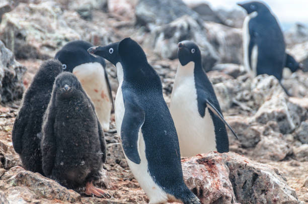 istock Adelie Penguins on Paulet Island 1131079762