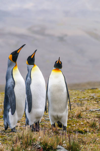 três rei pinguins no louro de fortuna - south georgia falkland islands mode of transport nature - fotografias e filmes do acervo