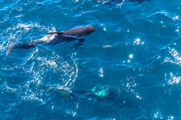 istock Long-Finned Pilot Whales in the Southern Atlantic Ocean 1131079795