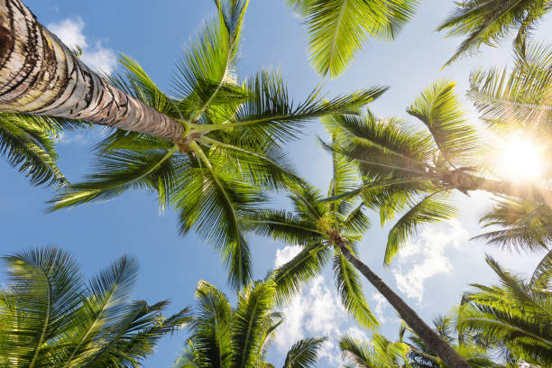 istock Palm trees looking into a sunny sky 1131081953