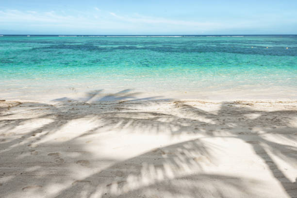Shadow of a solitary palm tree juts out along a calm tropical beach
