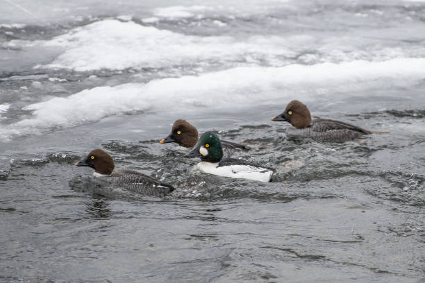 istock Goldneye ducks in icy water 1131082211