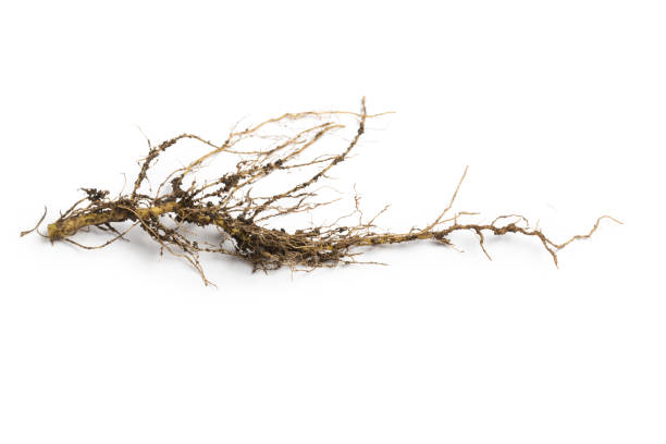 roots plant isolated on white background, roots tree - root hair imagens e fotografias de stock