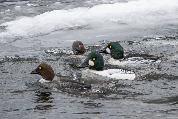 istock Goldneye ducks in icy water 1131086815