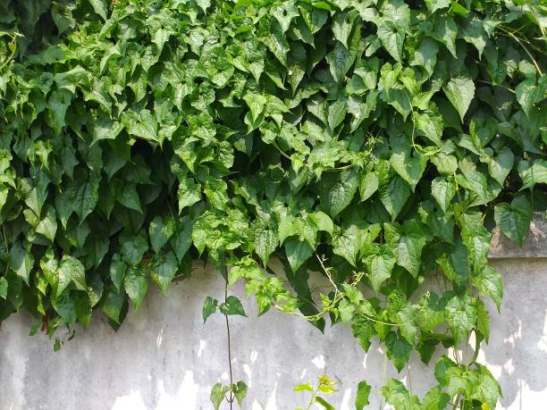 istock Green ivy covering the cement wall. 1131087237
