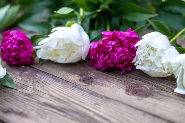 istock Peonies lie on a wooden surface 1131088457