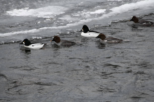 istock Goldneye ducks in icy water 1131089058