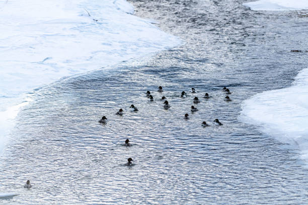 Flock of Goldeneye ducks in icy river