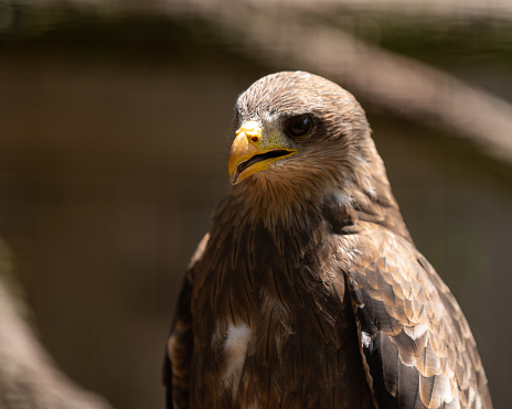A Yellow Billed Kite at the African Raptor Centre bird sanctuary, Natal Midlands, South Africa.
