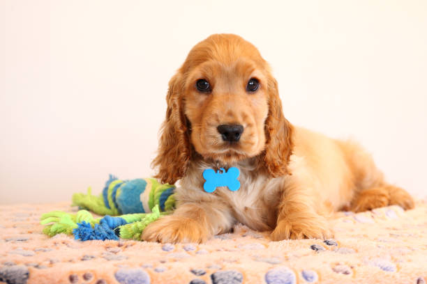 English Cocker Spaniel Puppy indoors on blanket English Cocker Spaniel Puppy indoors on blanket dog agility photos stock pictures, royalty-free photos & images