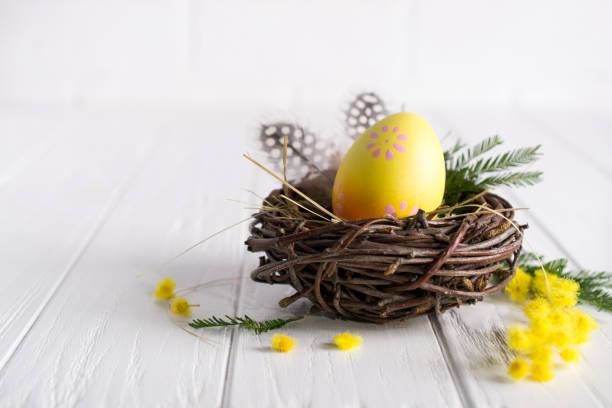 istock Minimal easter composition. Yellow decorative chicken egg in the nest. Mimosa flowers and feathers. Place for text 1131092640