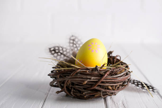 istock Minimal easter composition. Yellow decorative chicken egg in the nest. Mimosa flowers and feathers. Place for text 1131092642