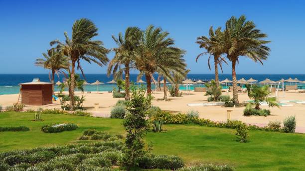 istock Idylic sandy beach with palm trees, Red sea Egypt 1131092698