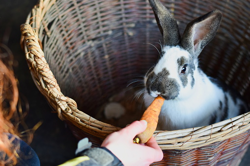 Lovely Easter Bunny, rabbit eating a carrot, farm animals