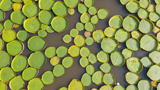 zdjęcie lotnicze z góry lilie wodne victoria - victoria water lily zdjęcia i obrazy z banku zdjęć
