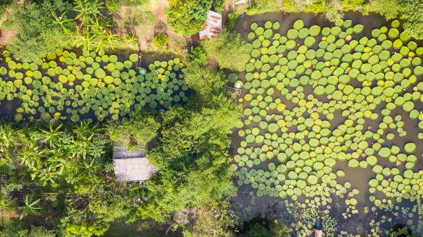 빅토리아 워터 백합 항공 사진 평면도 - victoria water lily 뉴스 사진 이미지