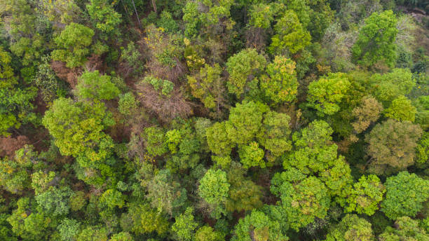 istock Aerial top view forest, Natural park background 1131093211