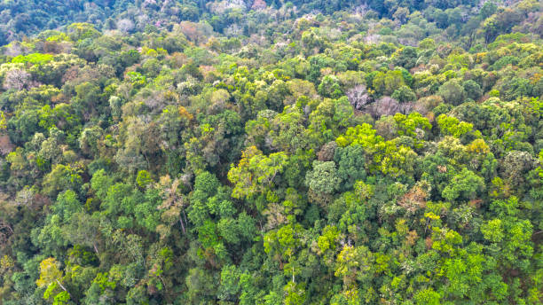 istock Aerial top view forest, Natural park background 1131093225