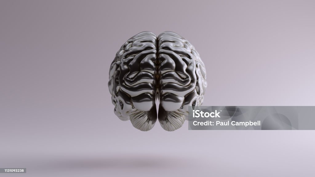 Brain Back Look Silver Anatomical Brain Back Stock Photo - Download Image Now - Anatomy ...