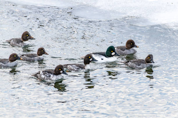 istock Goldneye ducks in icy water 1131094455