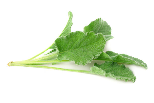 istock sage leaves isolated on white background. green leaves 1131094793