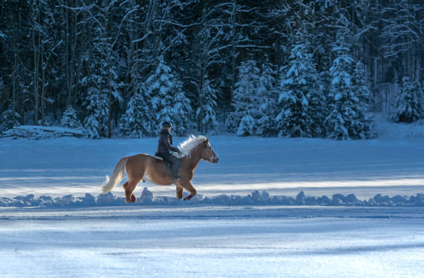 woman horseback riding in winter - winter snow livestock horse imagens e fotografias de stock