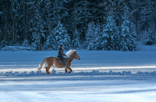 женщина верховая езда в зимний период - winter snow livestock horse стоковые фото и изображения