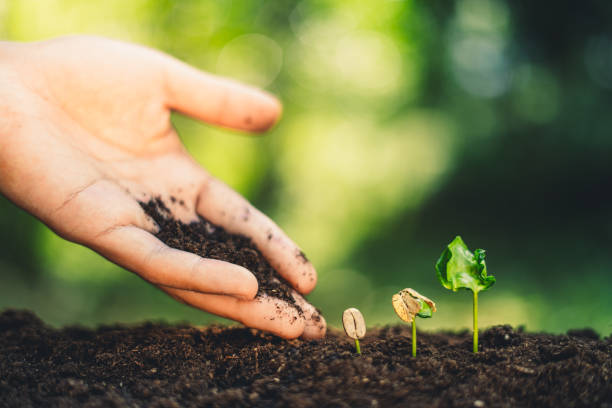 istock Growth Trees concept Coffee bean seedlings nature background Beautiful green 1131097453