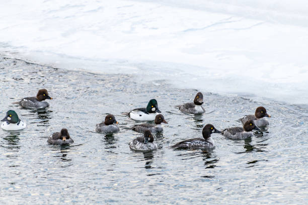 istock Goldneye ducks in icy water 1131098187