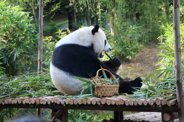 Photo of giant panda bear eating bamboo