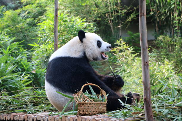 istock giant panda bear eating bamboo 1131098289