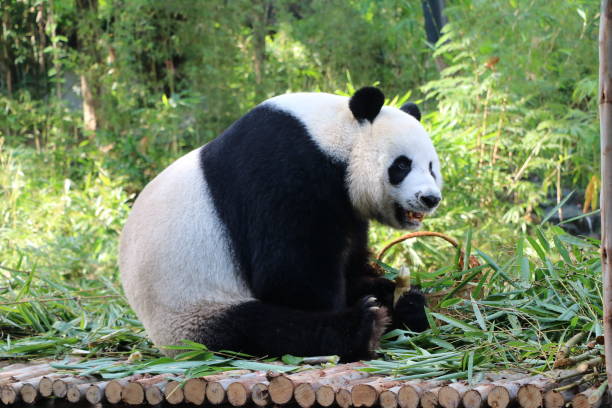 istock giant panda bear eating bamboo 1131098298