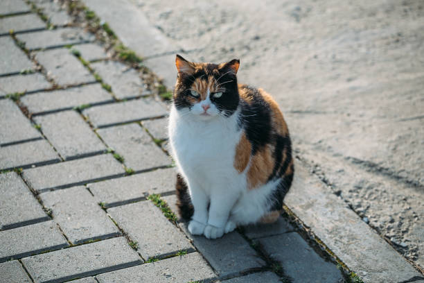 istock Angry cat looking at camera, aggressive street animal 1131099965