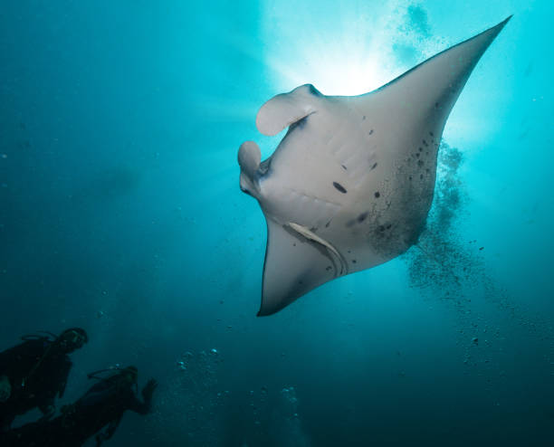 istock Giant manta ray with two divers silhouettes 1131100089