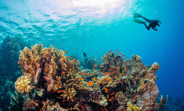 Young man scuba diver exploring coral reef.