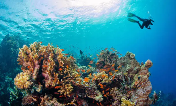 Young man scuba diver exploring coral reef. Underwater fauna and flora, marine life.