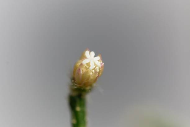 istock Blossom of a hairy-fruited wickerware cactus (Rhipsalis pilocarpa) 1131100602