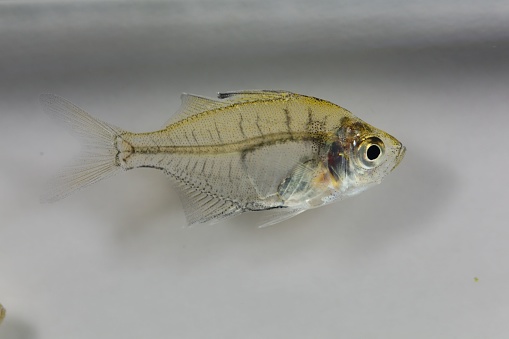 Indian glassy fish (Parambassis ranga) with a white background.