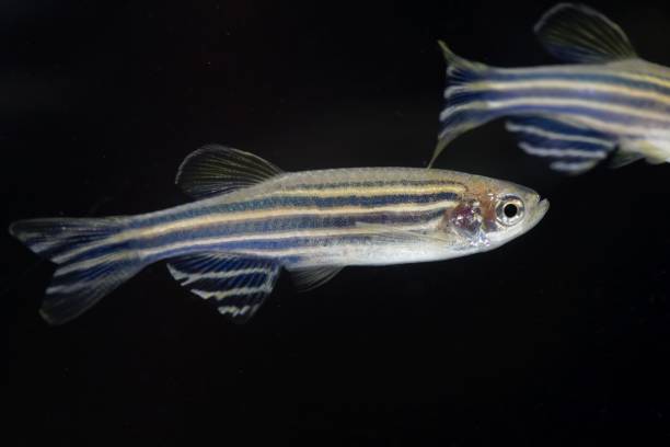 Zebrafish (Danio rerio) with a black background. Macro photo of a zebrafish (Danio rerio) with a black background. danio stock pictures, royalty-free photos & images