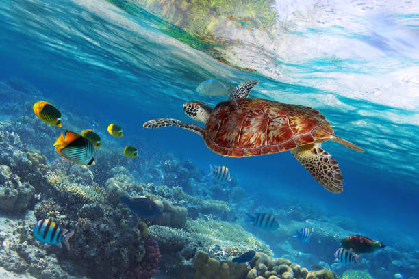 istock Green turtle underwater at the tropical island 1131100860
