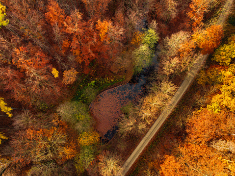 Aerial view directly over a deciduous forest in autumn.
