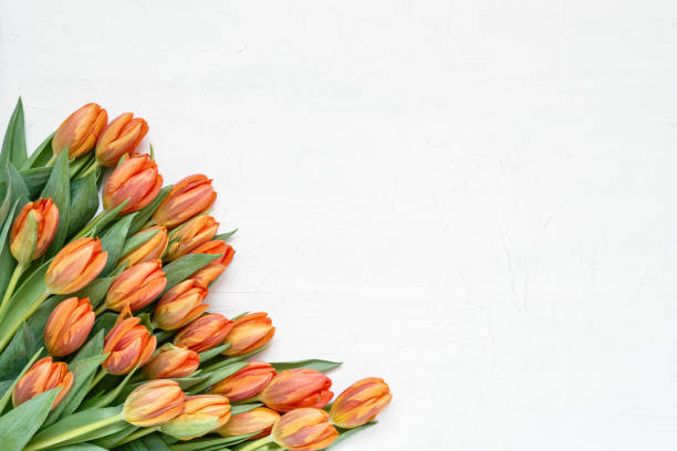 istock Orange tulips bouquet on white background. Copy space, top view. Holiday background. 1131105919