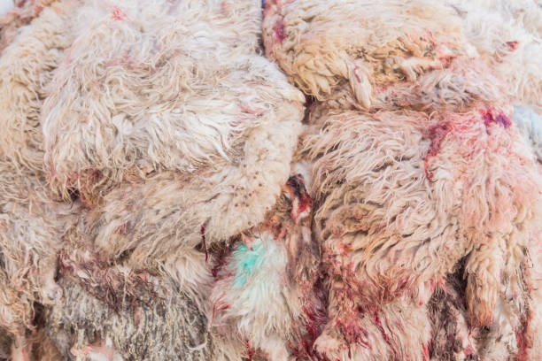 die haut von frisch gekleidetem schaf - dead animal butcher meat sheep stock-fotos und bilder