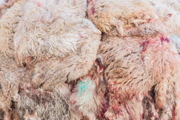 新たに殺された羊の皮 - dead animal butcher meat sheep ストックフォトと画像